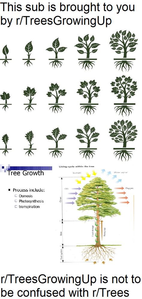 reddit r trees|reddit type 2 trees.